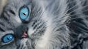 Gros plan chat yeux bleus