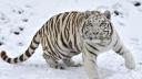 Tigre de sibérie